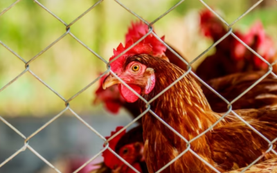 Feathered Fortress: The Ultimate Guide to Poultry Fencing