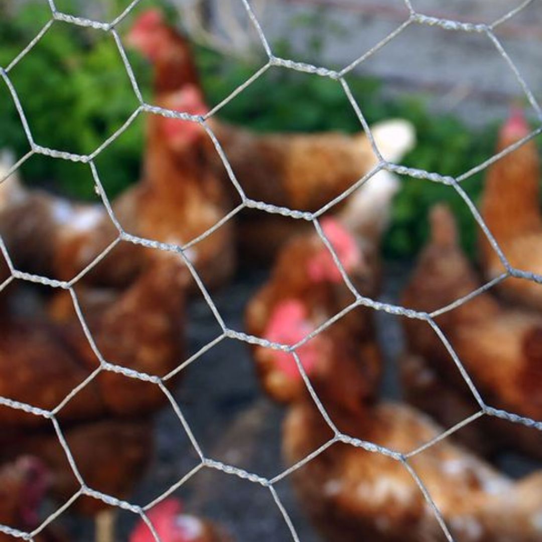 Lakshmi Wire Netting - best fencing -Chain Link Fence - blog post