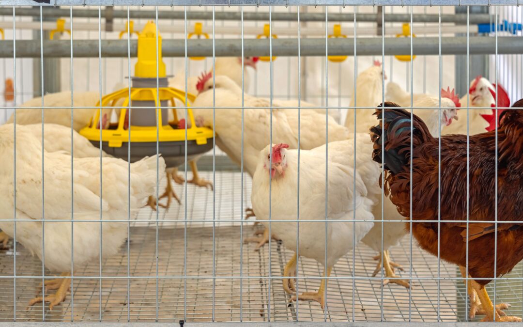 Poultry Fencing: Creating a Safe Haven