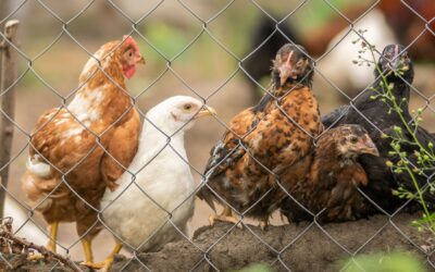 The Best Solution for Your Poultry Needs Chicken Mesh Fence