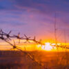 Barbed Wires