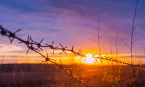 Barbed Wires