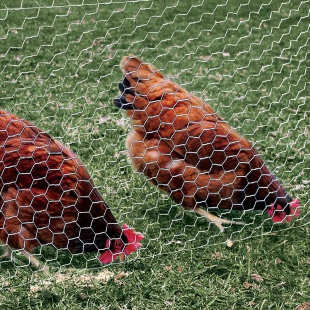 Lakshmiwirenetting - Best fencing - Meshing Excellence - A Deep Dive into the Wonders of Chicken Wire 3