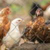Lakshmiwirenetting - Best fencing - The Best Solution for Your Poultry Needs Chicken Mesh Fence 2