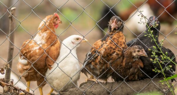 Lakshmiwirenetting - Best fencing - The Best Solution for Your Poultry Needs Chicken Mesh Fence 2 Lakshmiwirenetting - Best fencing - The Best Solution for Your Poultry Needs Chicken Mesh Fence 2