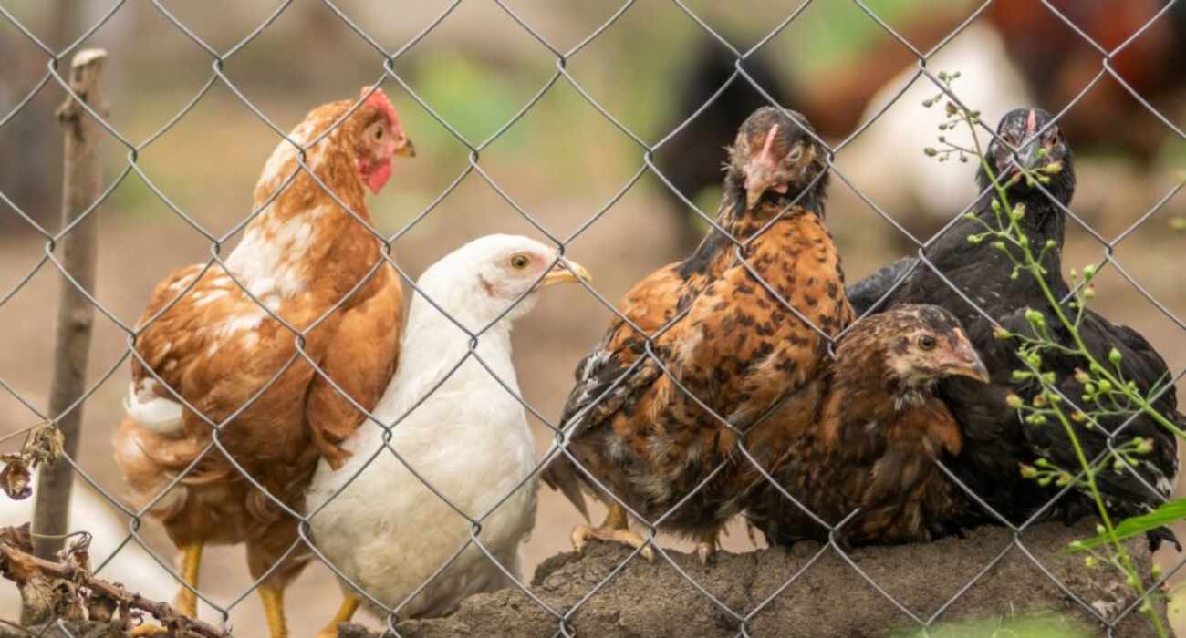 Lakshmiwirenetting - Best fencing - The Best Solution for Your Poultry Needs Chicken Mesh Fence 2