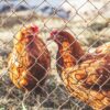Lakshmiwirenetting - Best fencing - The Best Solution for Your Poultry Needs Chicken Mesh Fence 3