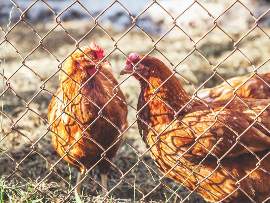 Lakshmiwirenetting - Best fencing - The Best Solution for Your Poultry Needs Chicken Mesh Fence 3