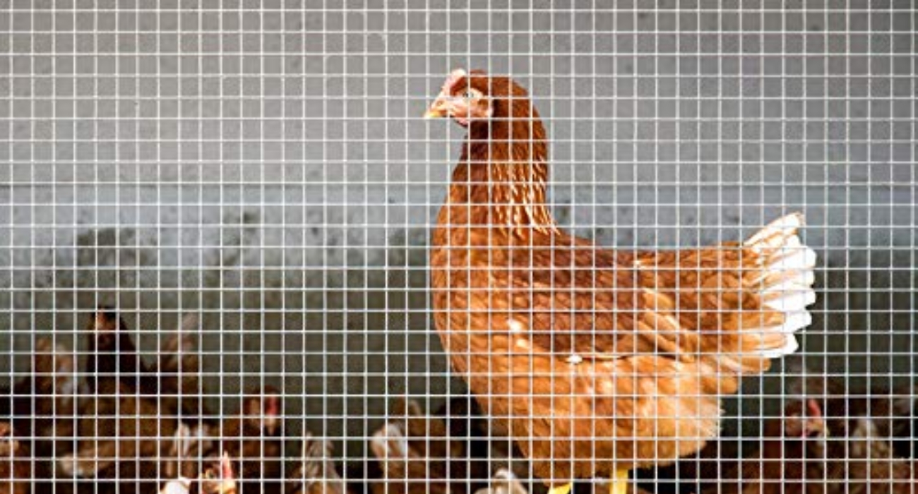 Lakshmiwirenetting - Best fencing - Why Chicken Mesh is Right for You 2