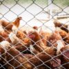 Lakshmiwirenetting - Best fencing - Why Chicken Mesh is Right for You 3
