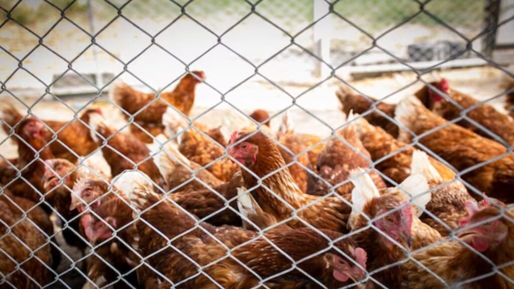 Lakshmiwirenetting - Best fencing - Why Chicken Mesh is Right for You 3