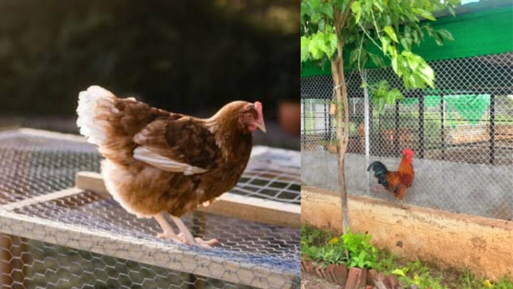 Lakshmiwirenetting - Best fencing - Why Chicken Mesh is Right for You 5