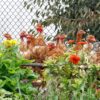 Poultry Chainlink Fencing