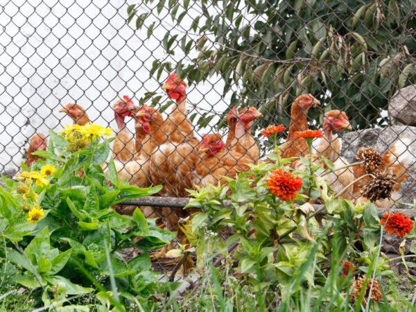 90 Poultry Chainlink Fencing