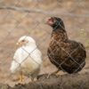 Poultry Chainlink Fencing