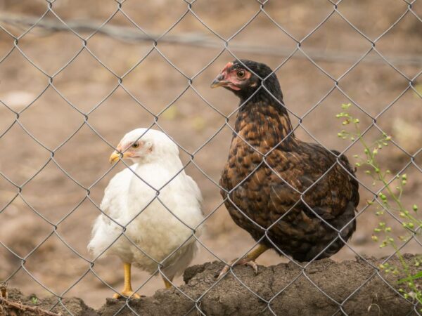 91 Poultry Chainlink Fencing