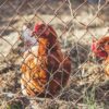 Poultry Chainlink Fencing