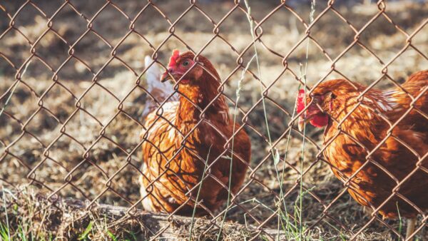 lwn 1 Poultry Chainlink Fencing