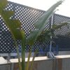 Lattice sheet