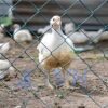 Poultry Chainlink Fencing