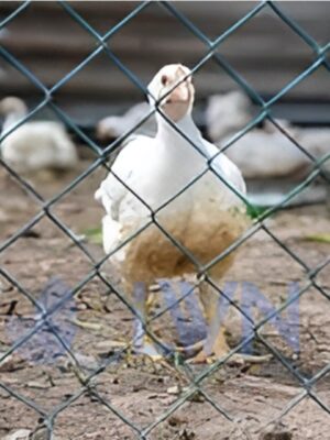 Poultry Chainlink Fencing