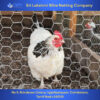 Chicken Mesh
