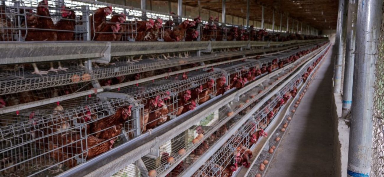 Lakshmiwirenetting - Best fencing - Poultry Fencing Creating a Safe Haven 4