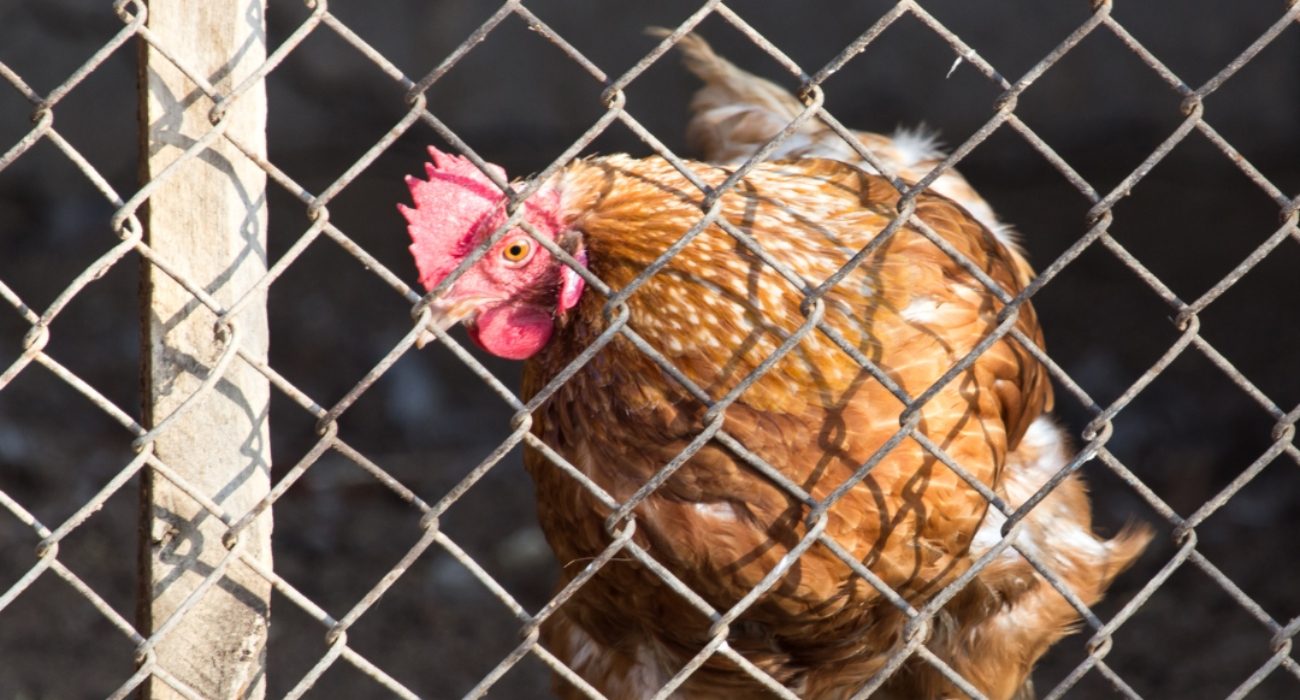 Lakshmiwirenetting - Best fencing - Secure Your Poultry with the Best Poultry Fence 3