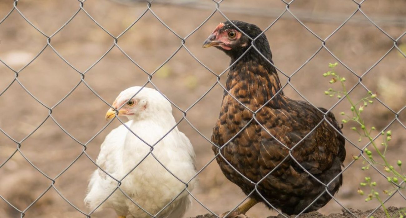 Lakshmiwirenetting - Best fencing - The Best Solution for Your Poultry Needs Chicken Mesh Fence 4