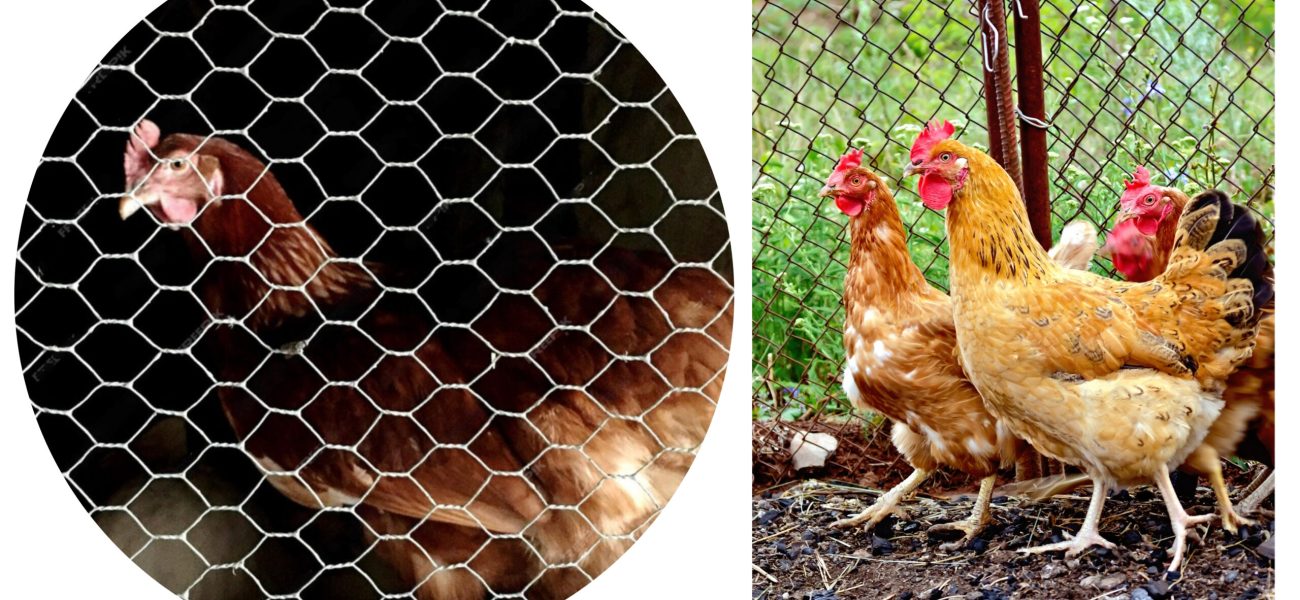 Lakshmiwirenetting - Best fencing - Why Chicken Mesh is Right for You 4